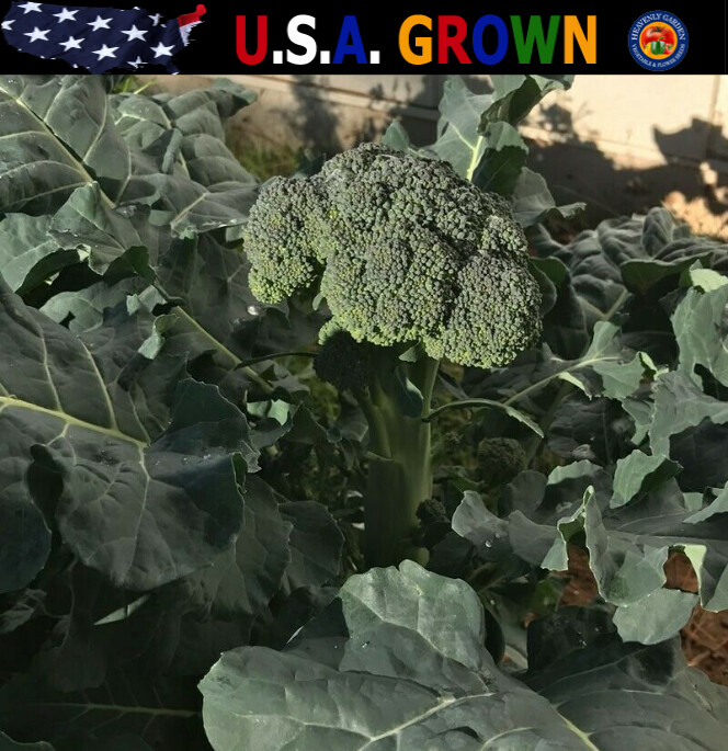 500 Organic Broccoli Seeds “De Cicco” Italian Heirloom – Non-GMO