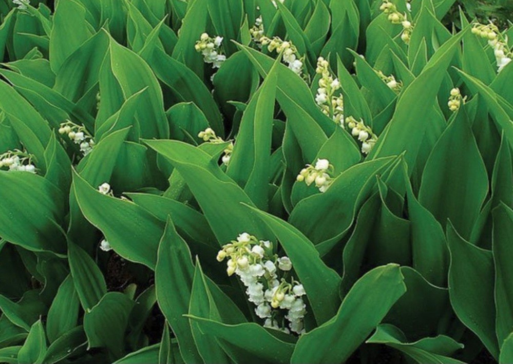 (5) Lily of the Valley (Maybells)*Will not come up until spring 2027*