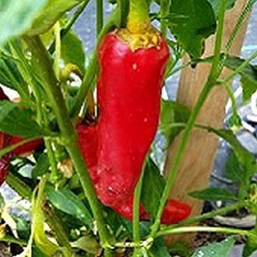 San Juan Tsile Hot Pepper Seeds – A Variety from San Juan, New Mexico.(10 – Seed