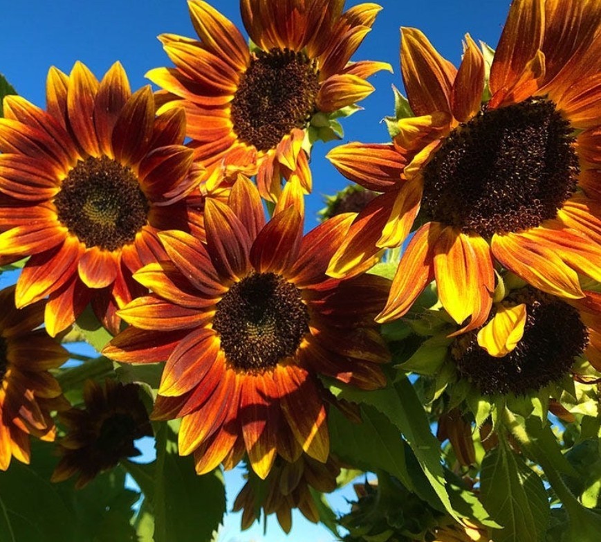 50+ Earthwalker Sunflower Seeds **Fresh Seeds** ~~Free Shipping~~