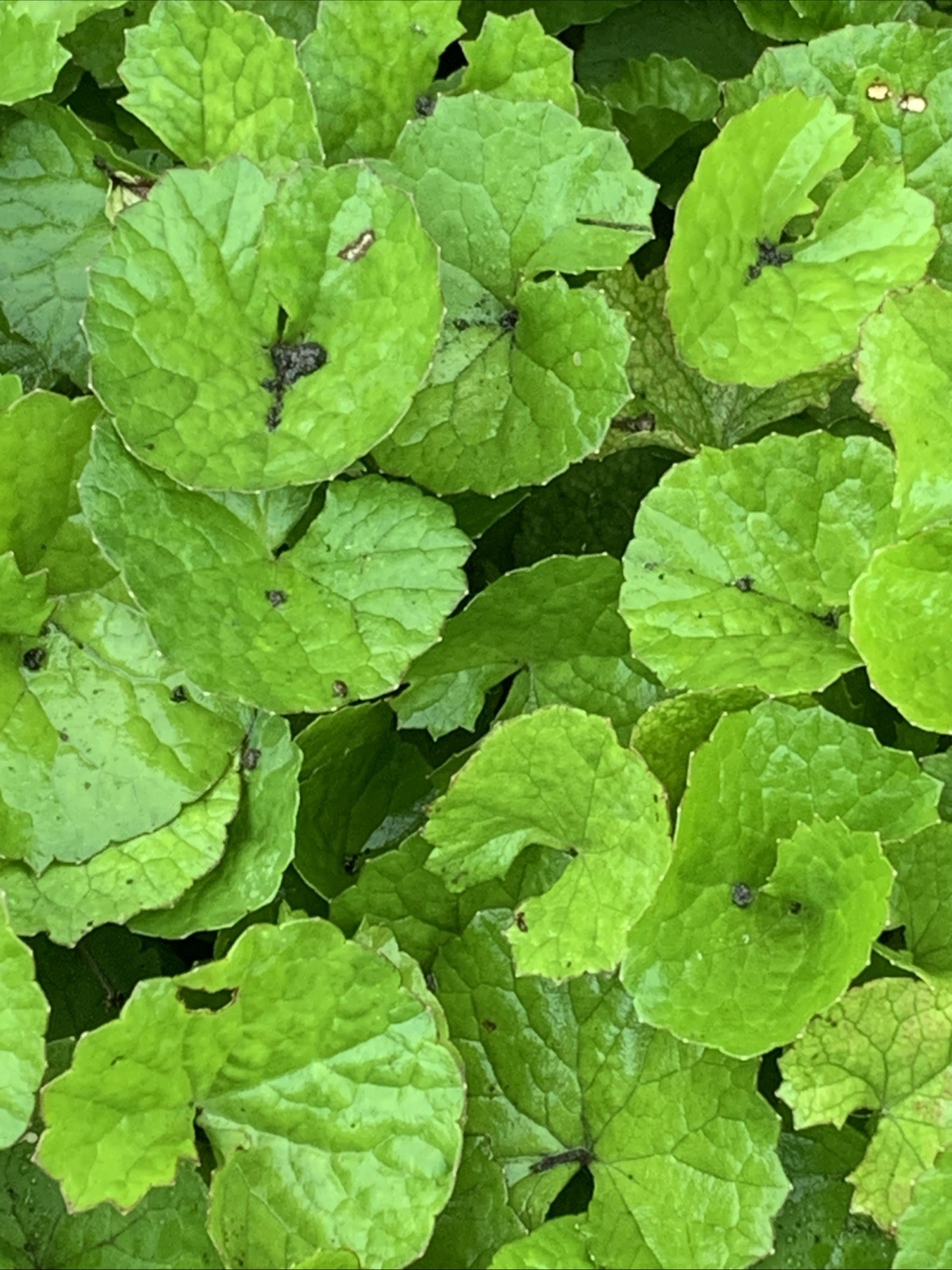 12+ Rau Ma Plants Pennywort, Gotu Kola Centella Asiatica