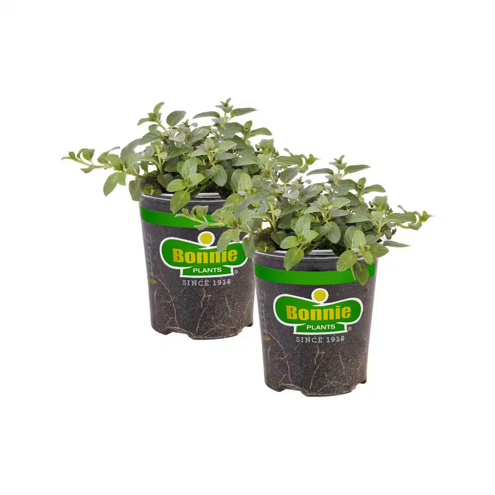 19 Oz. Peppermint Herb Plant (2-Pack)