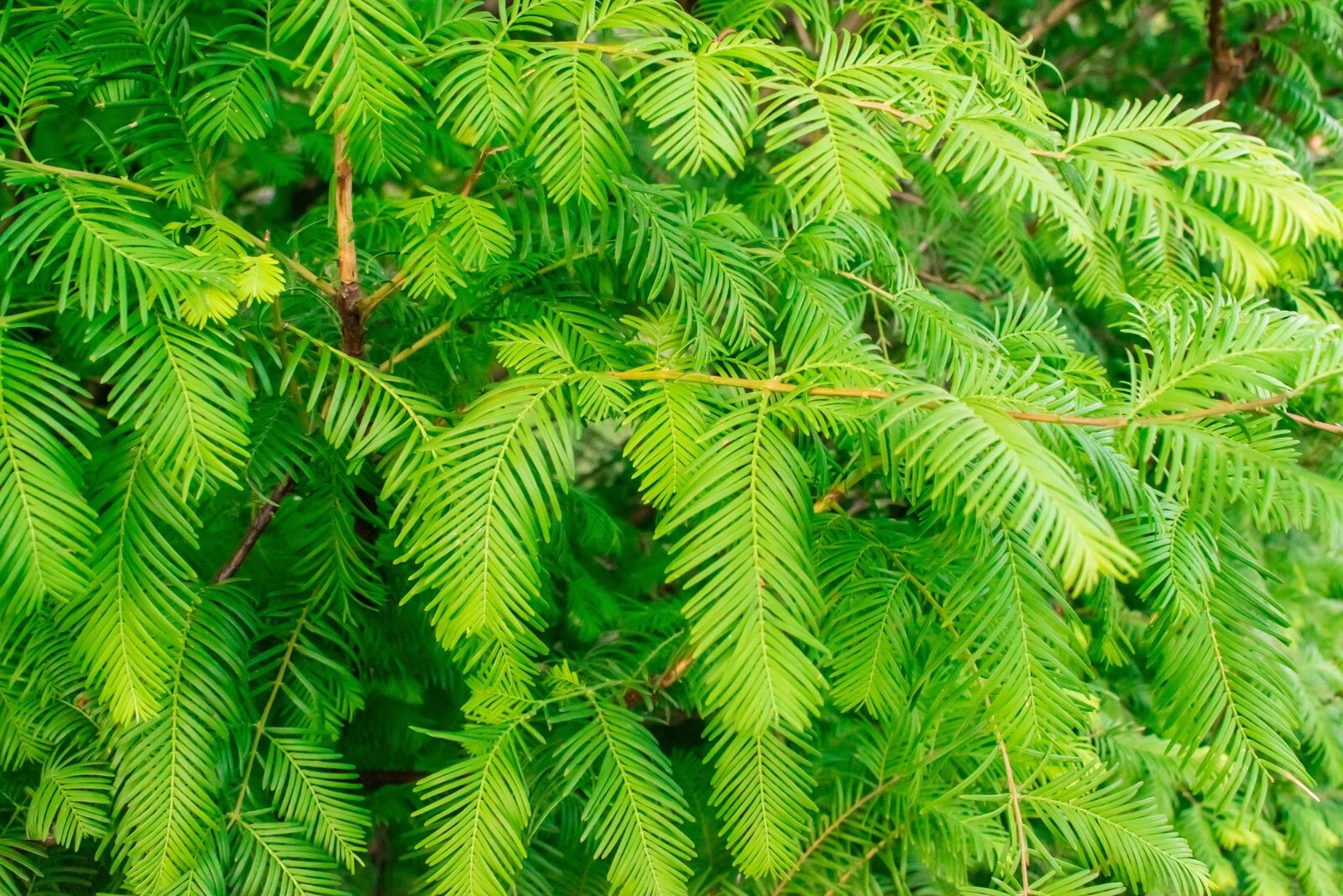 Dawn red wood Bonsai Starter kit (metasequoia ) seedling 5 to 7 inches
