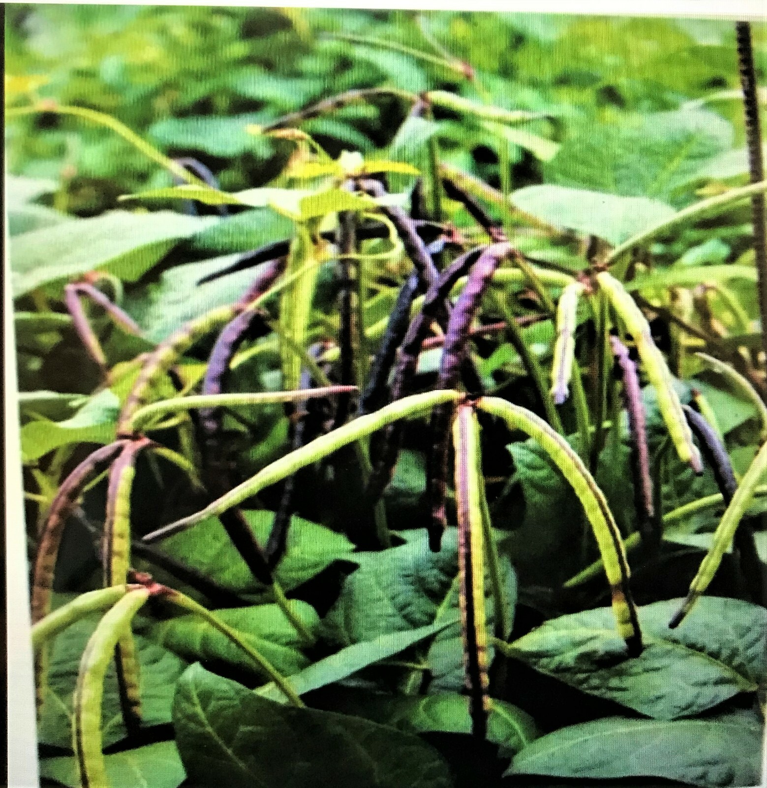 2000+seed~1 Lb TOP PICK Pinkeye Purplehull Peas Southern Cowpea Germination 80%