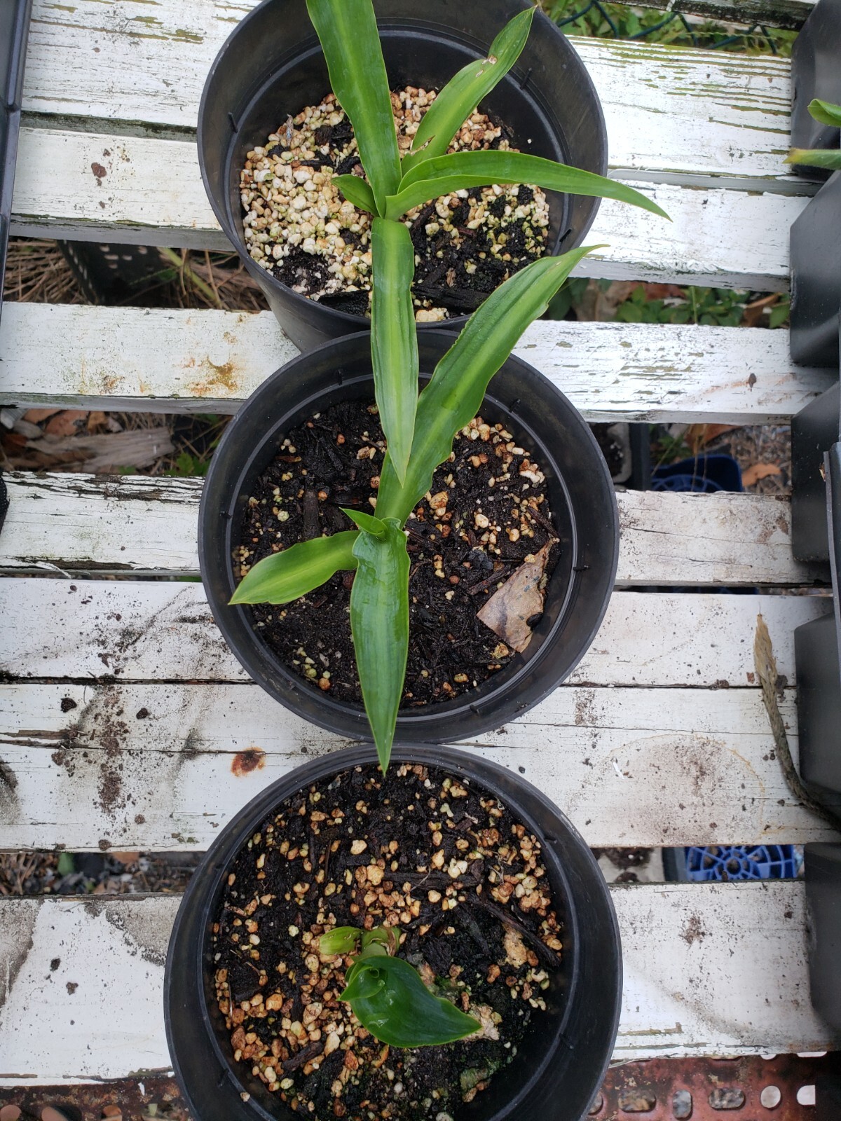 RARE Furcraea Foetida False Agave bare root seedling