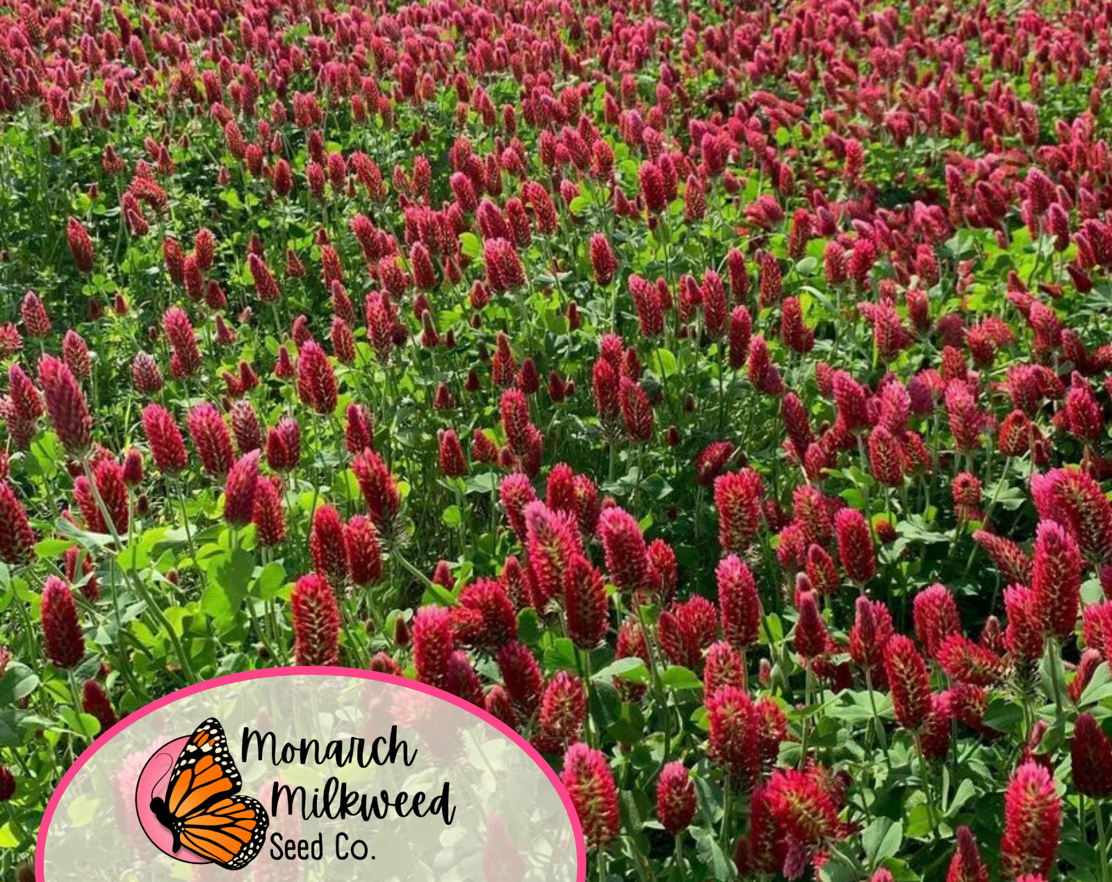 1950+ Crimson Clover Seeds | Wildflower Gardening Flower Seed for Pollinators