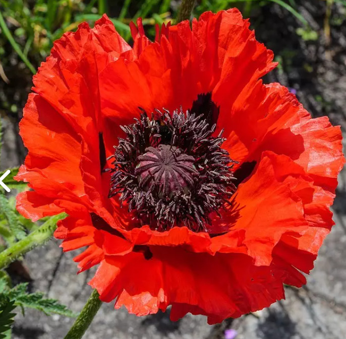 Poppy ORIENTAL Mixed Colors Perennial Cottage Garden Spring Blooms 1000 Seeds!