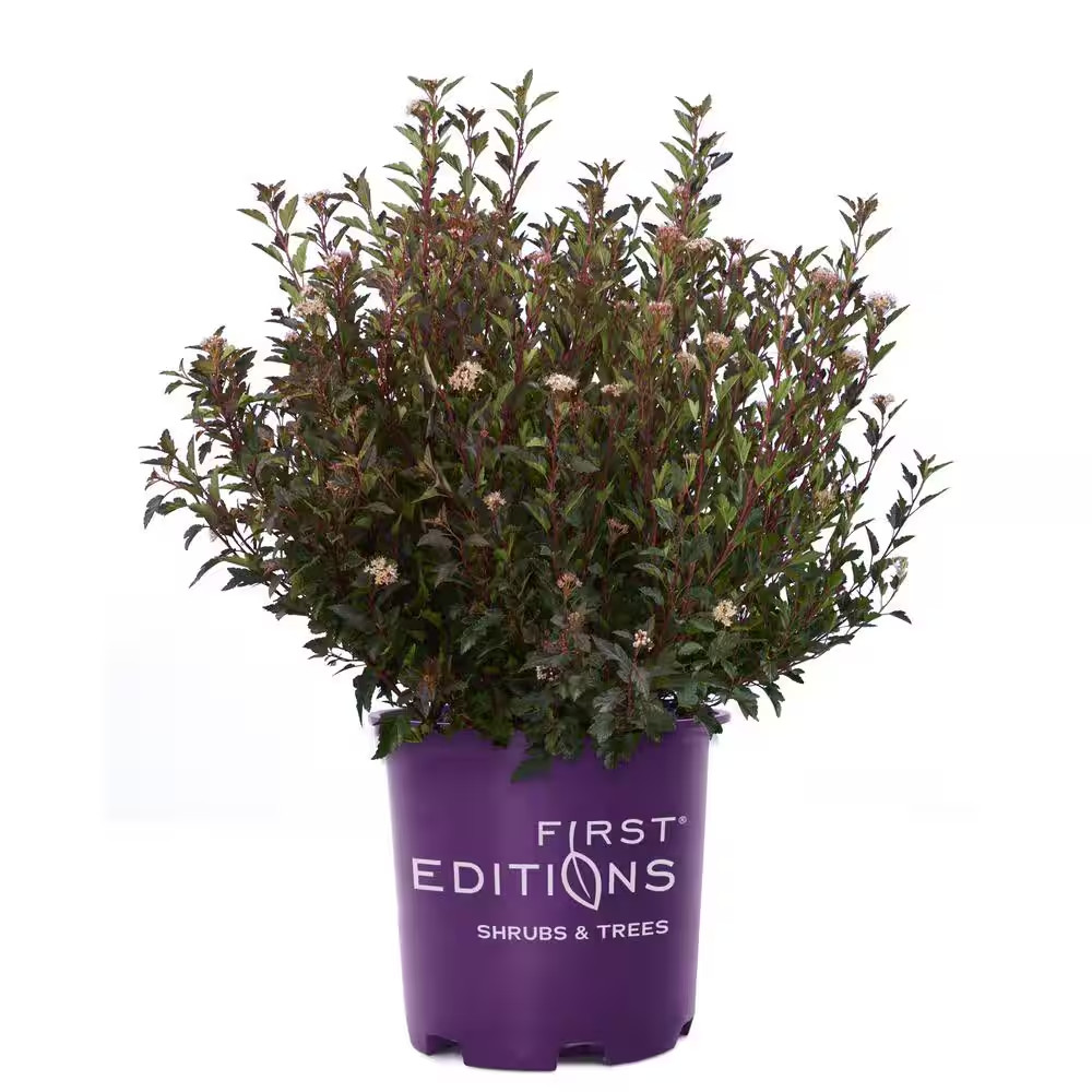 2 Gal. Little Devil Ninebark Shrub With Dark Foliage