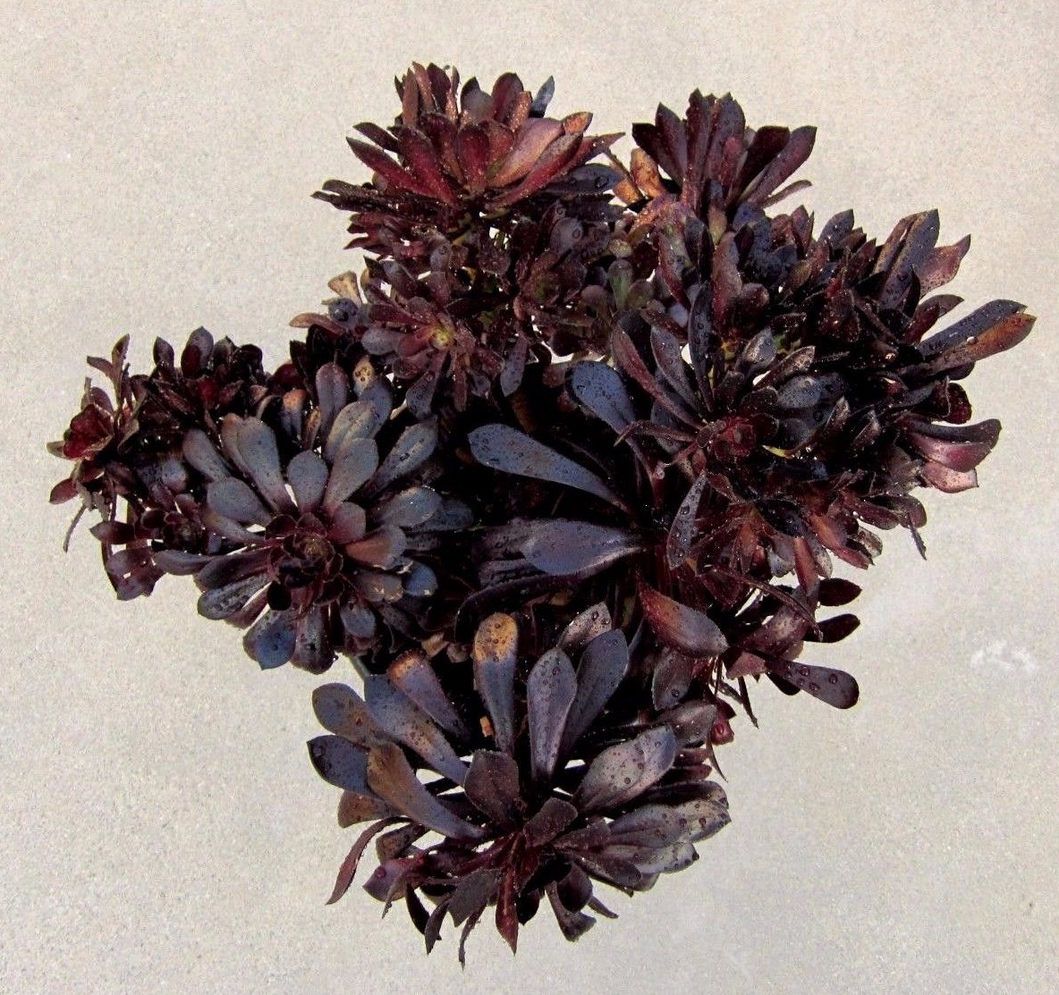 BLACK ROSE Deep Dark Purple Aeonium Succulent 2 cuttings