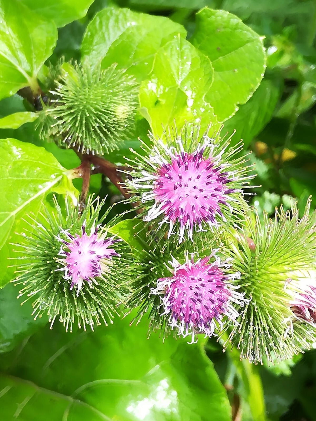 Greater Burdoch, Arctium Lappa 1/4 Tsp.