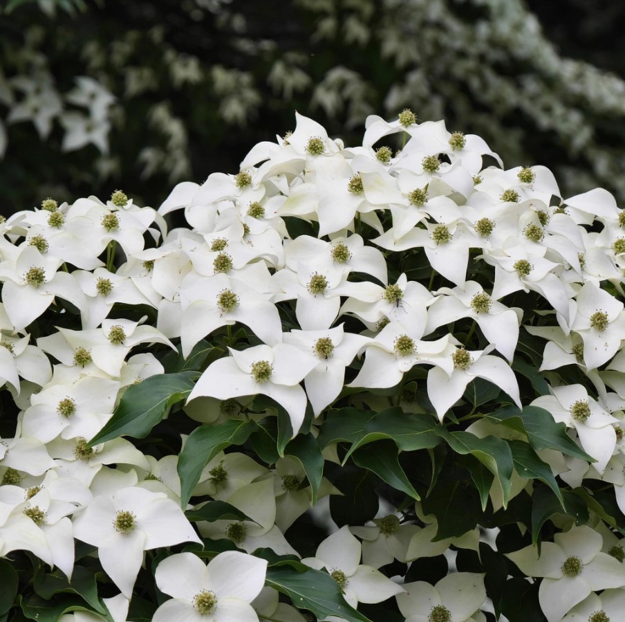 Kousa Japanese Dogwood Tree – 12-18″ Tall – 1qt Pot – Cornus Kousa – Zones 3–8