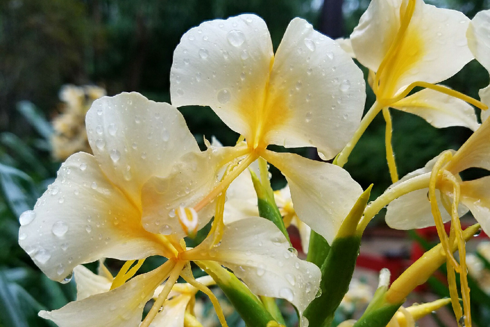 HAWAIIAN WHITE GINGER HEDYCHIUM CORONARIUM STARTER PLANT ROOT – 1 ROOT PER PACK
