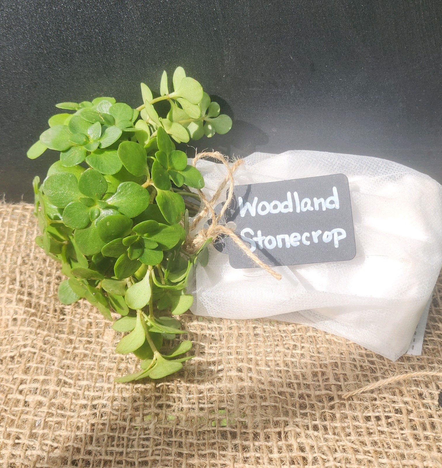 Woodland Stonecrop