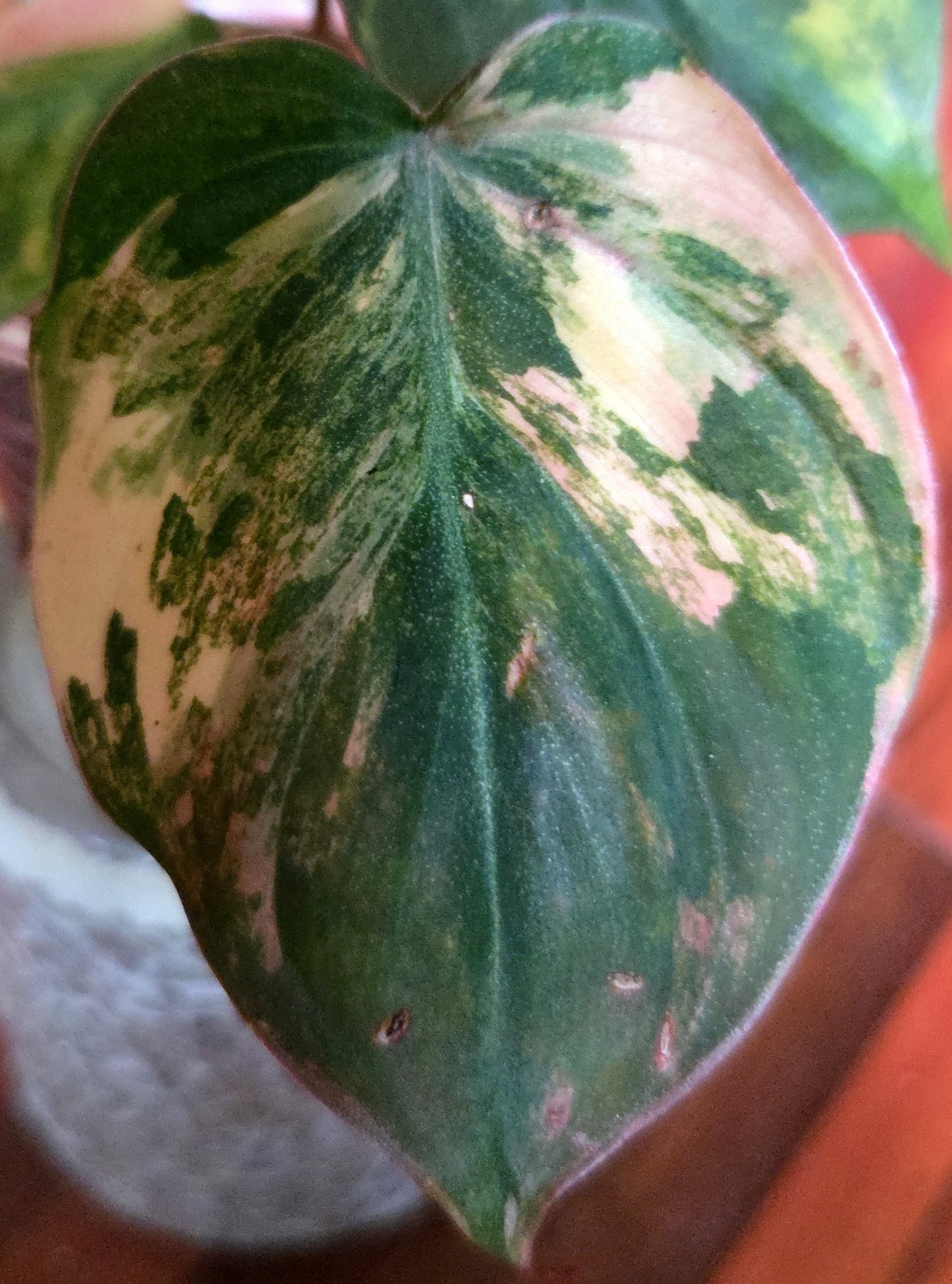 Rare Philodendron Variegated Pink Micans Ferrari Aroid Not Anthurium Monstera