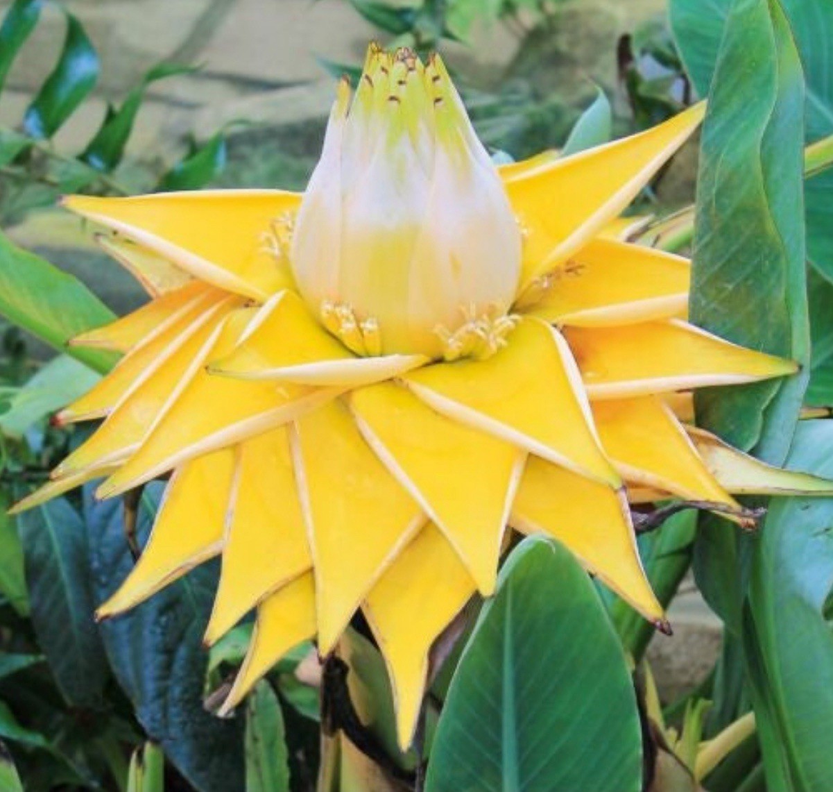 Chinese Dwarf Yellow Banana / Golden Lotus Musella Lasiocarpa Live Starter Plant