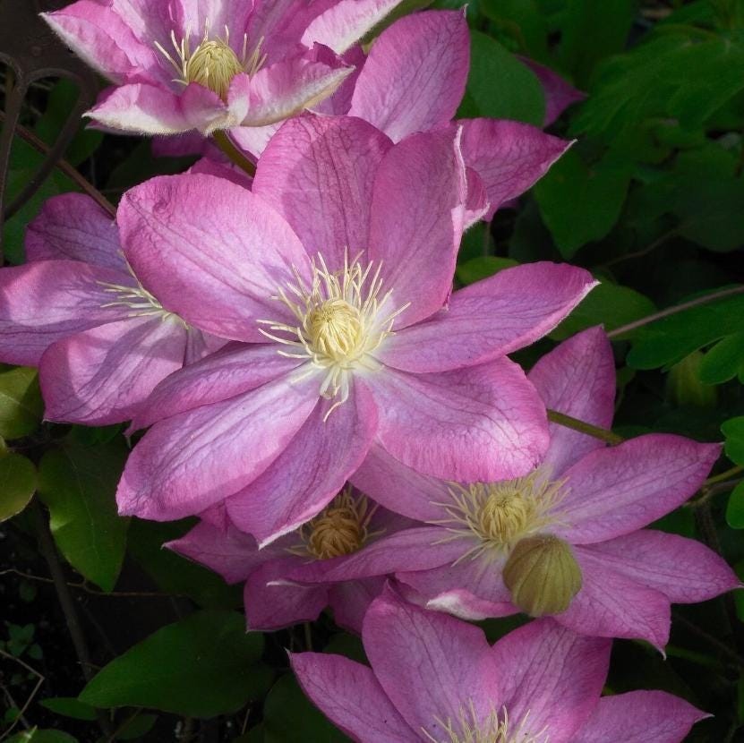 1 “Asao” Clematis Starter Plant (Not Seeds) – US Seller