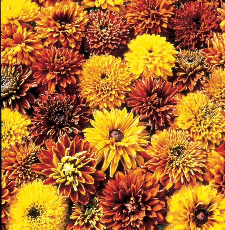 25 Rudbeckia Cherokee Sunset seeds