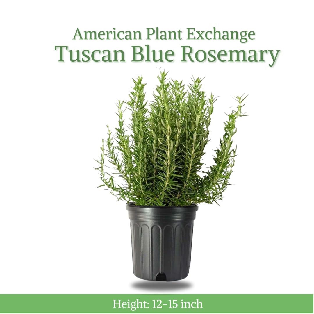 American Plant Exchange Rosemary Herb – Live 6-Inch Potted Edible Plant, Frag…