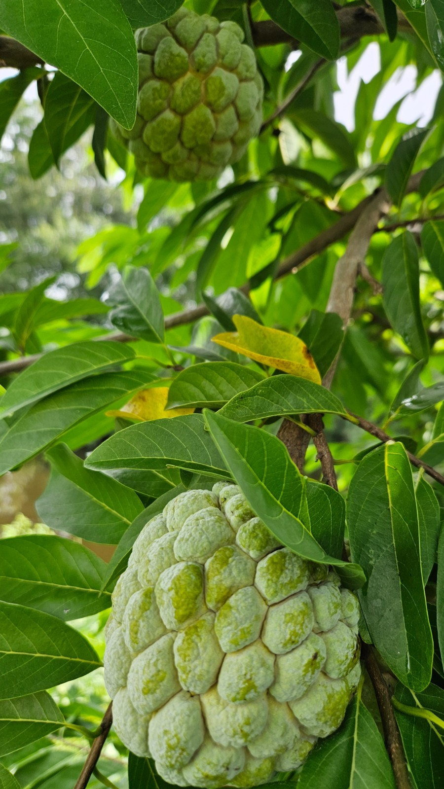 Organic Sugar Apple Seeds 60 pieces Annona Squamosa FRESH HARVEST 9/2025