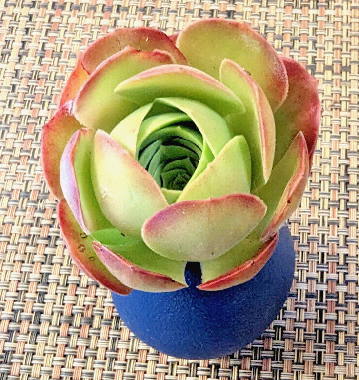 QUARTET (= A SET OF 4 DIFFERENT) AEONIUM CUTTINGS – 2″ (= 5 CM) DIAMETER