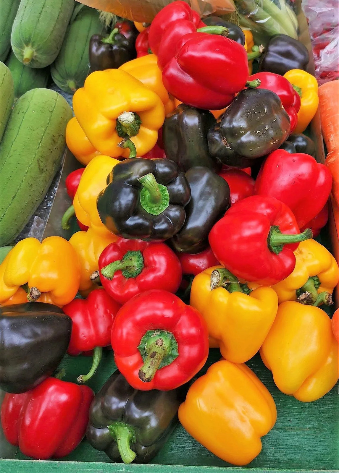 150 RAINBOW BELL PEPPER Sweet Red, Green, Yellow, Orange, Purple, Brown, &