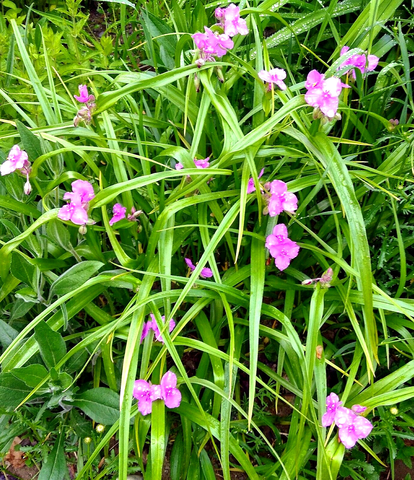 Pink Spiderwort Tradescantia 10 plants cut back