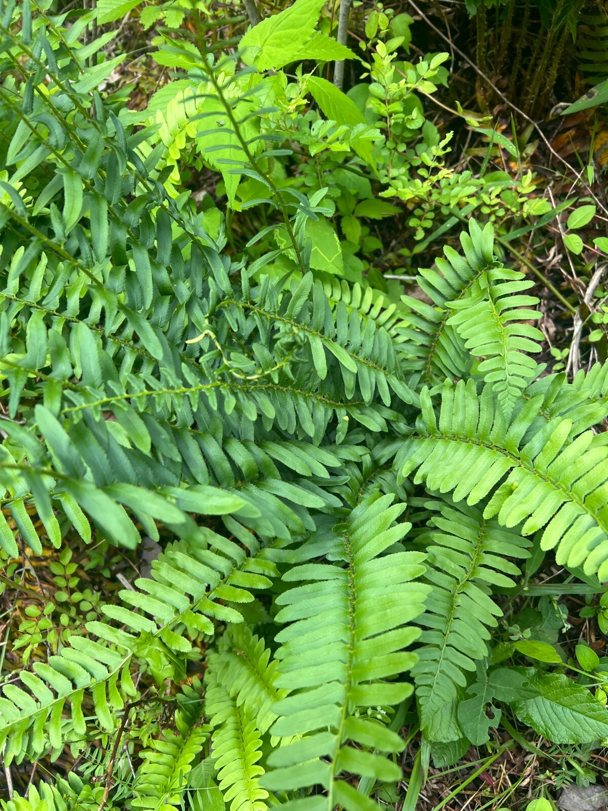 Live Christmas Fern Root – Bare Root Woodland Perennial – Native Smoky Mountains