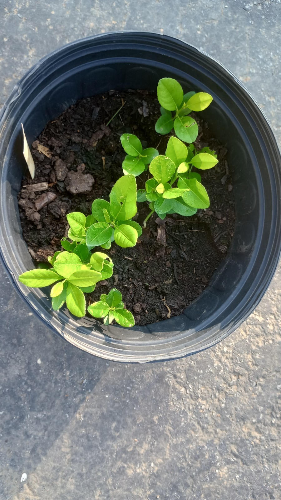 LIVE PLANTS LEMON TREES 1 yo 3″+TALL EDIBLE CITRUS FRUIT LANDSCAPING SEEDLING