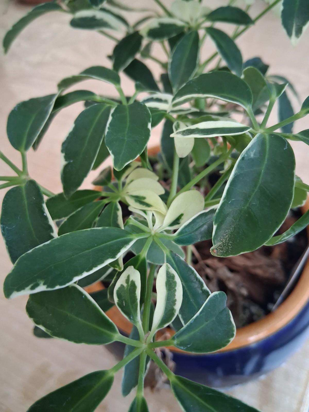 Schefflera Arboricola ‘Moondrop’ (Dwarf Umbrella Tree – Variegated)
