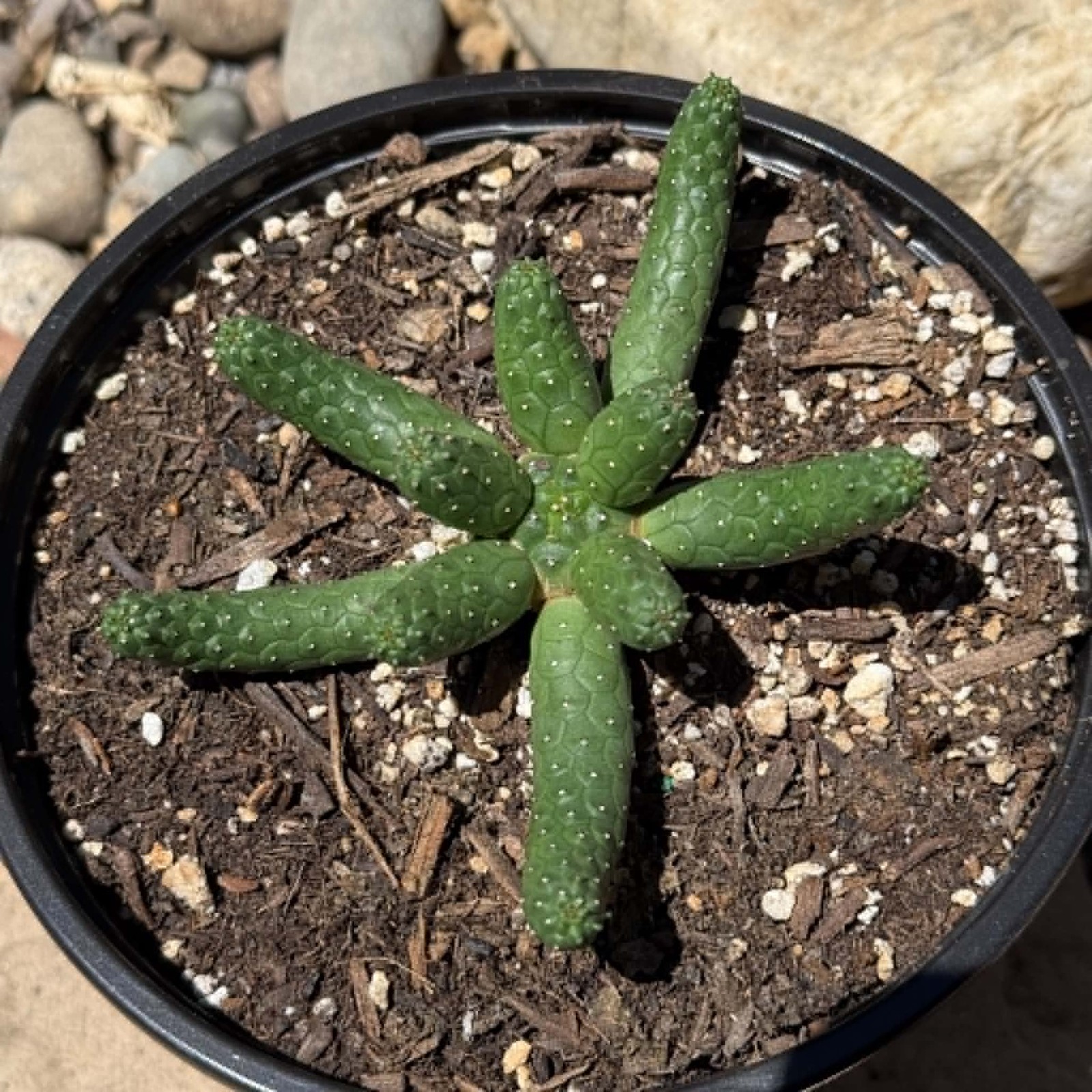 Euphorbia inermis
