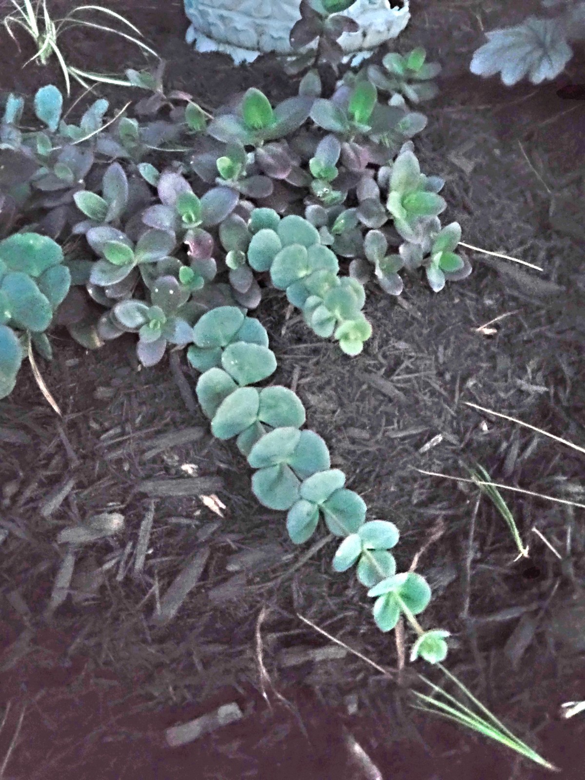 Sedum Sieboldii October Daphne Blue Succulent Stonecrop Live Plant Bare Roots