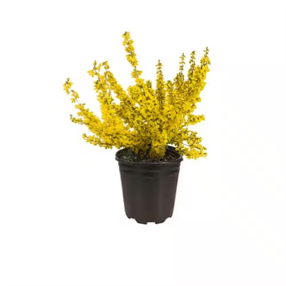 1 Gal. Forsythia Lynwood Gold Live Shrub (1-Pack)