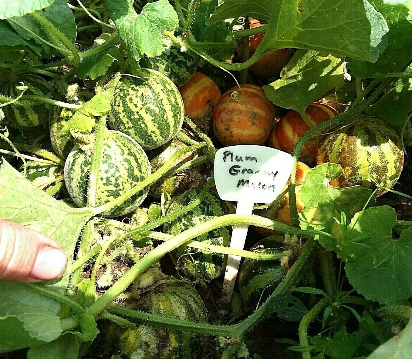Plum Granny Melon Seeds – Mini Melon’s – 15 Seeds – Loads of fruit – Comb. S/H