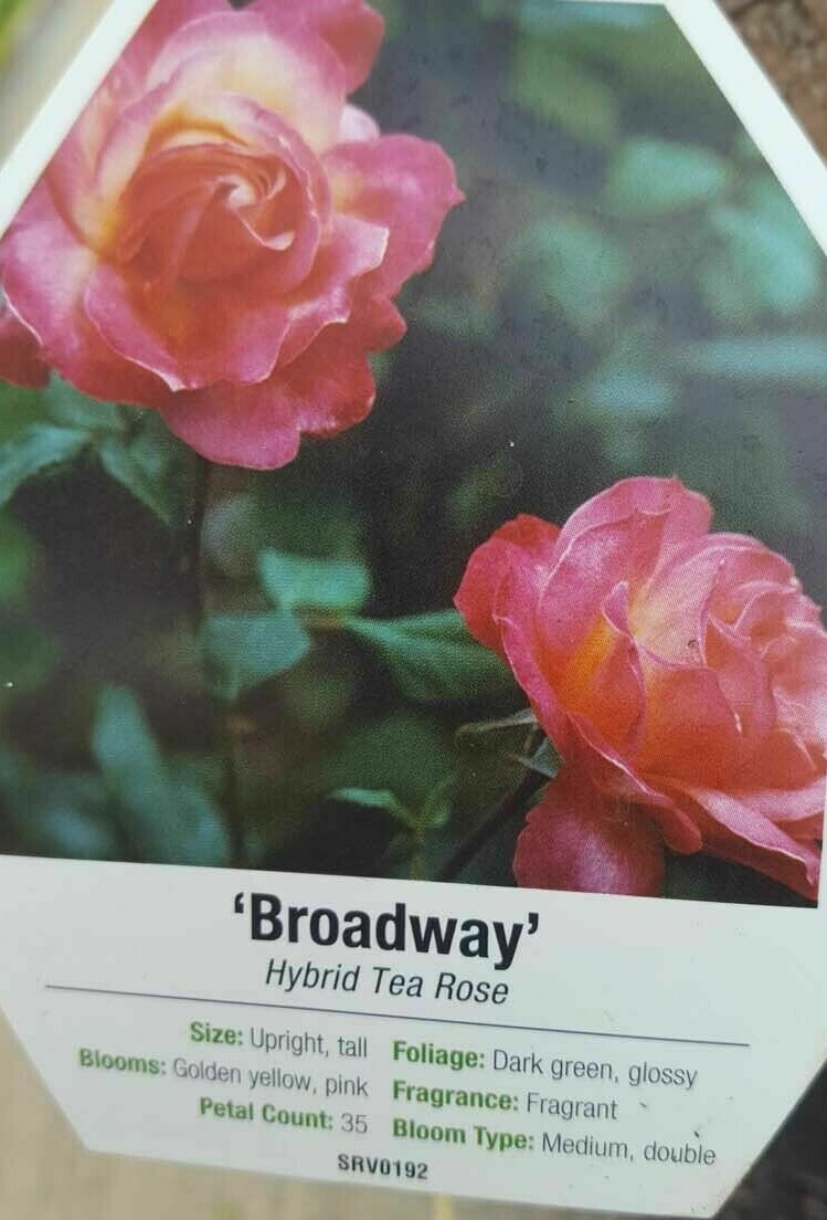 Broadway Rose 3 Gal Golden Yellow Pink Live Bush Plants Hybrid Tea Plant Roses