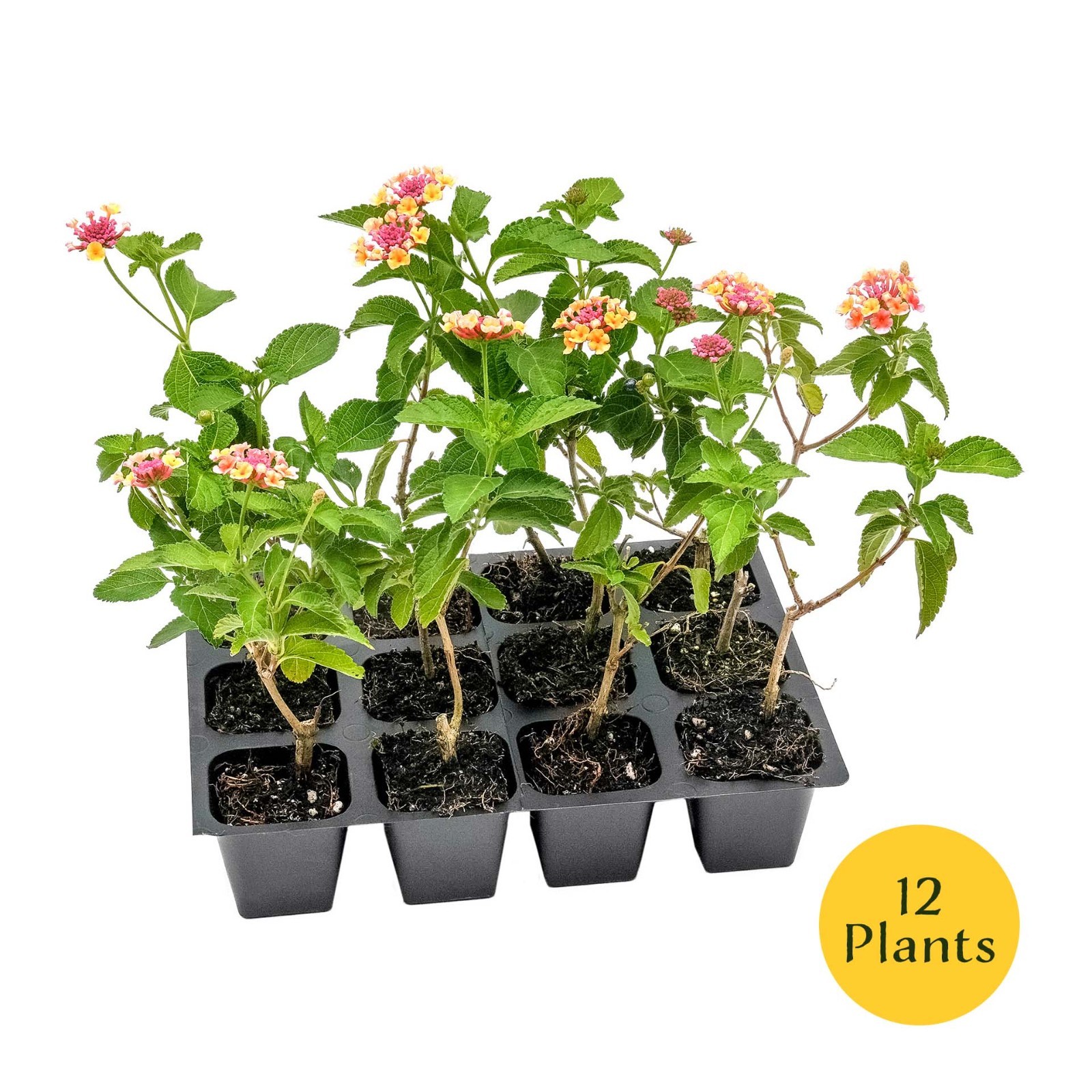 Confetti Lantana in 2.5” Nursery Cubes (Lantana camara ‘Confetti’) | Live Plants