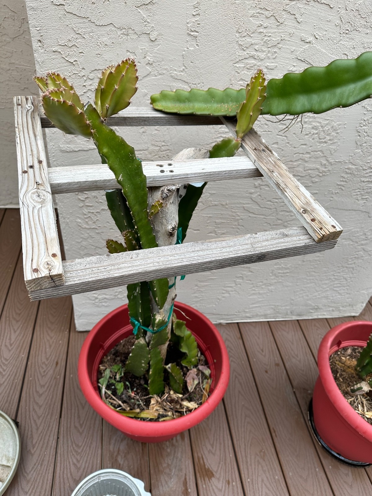 5 ct Dragon Fruit Cuttings 8-12 inches, Guaranteed Red Fruits, FREE Training