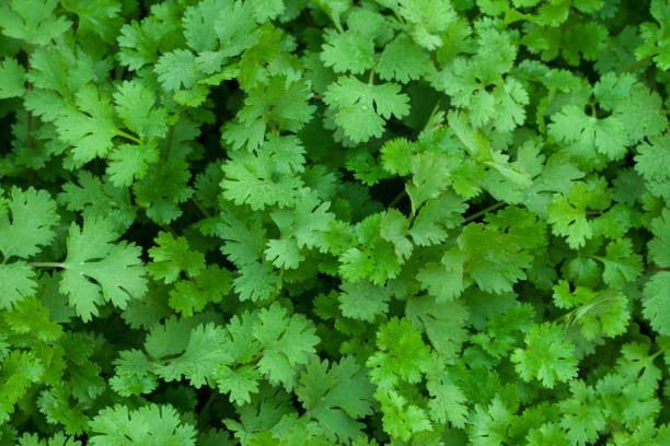 125 CILANTRO SEEDS | SALE FREE SHIPPING NON GMO