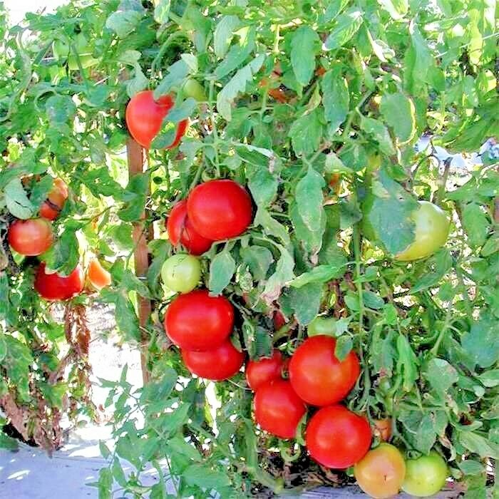 26+Patio BUSH TOMATO Seeds Organic Compact 36″ Plant Vegetable Garden Container
