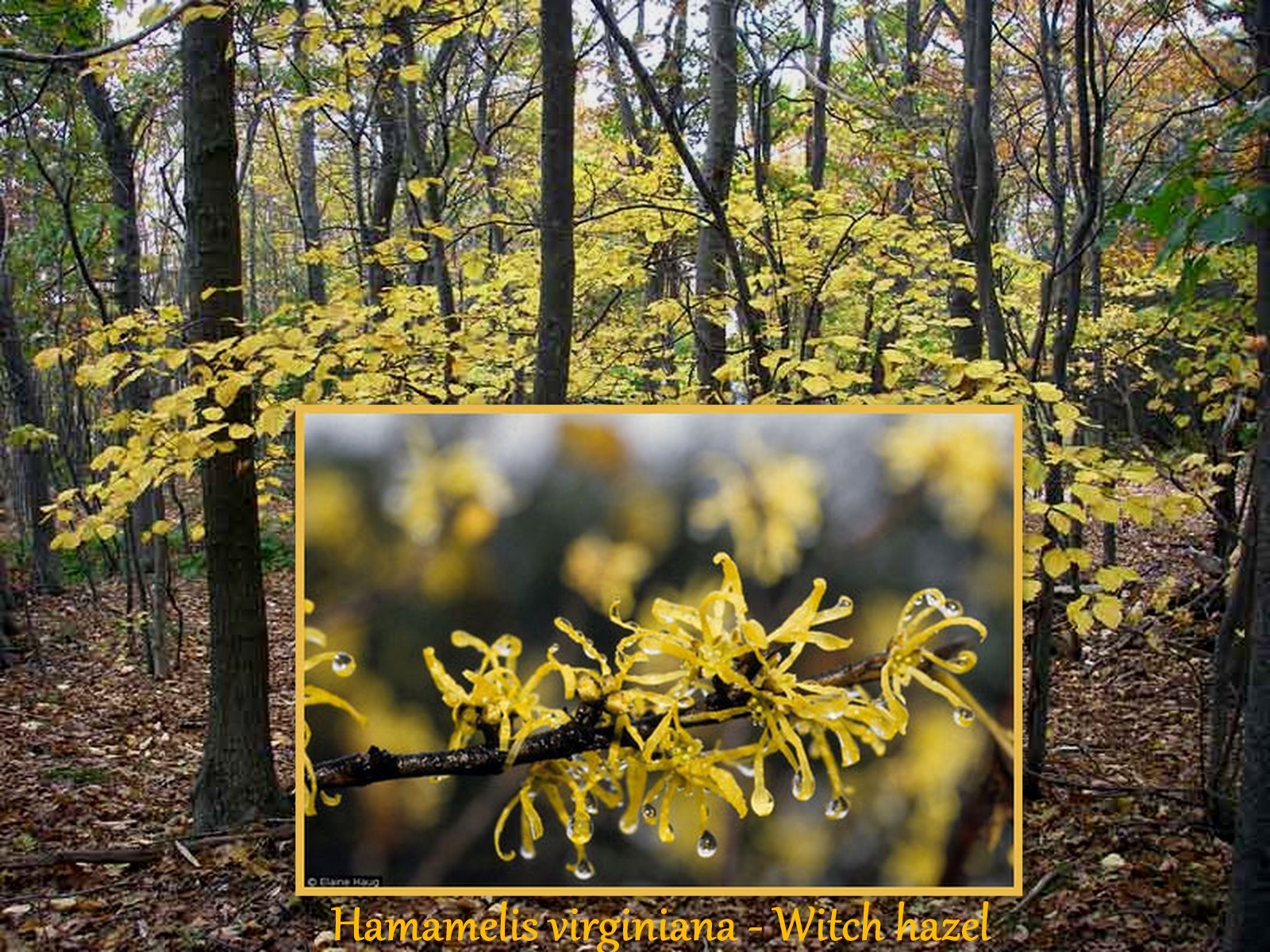 Witch Hazel, Hamamelis virginiana, Tree Seeds