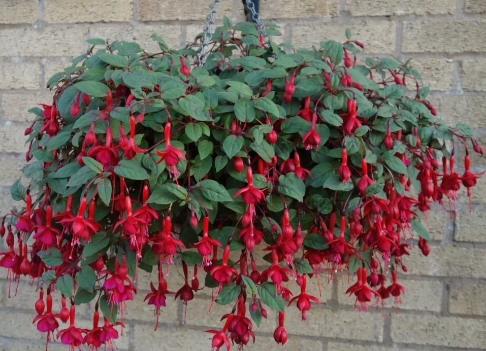 Set 2 Marinka Fuchsia Live Starter Plants – 2-5″ Tall – Zones 9-11