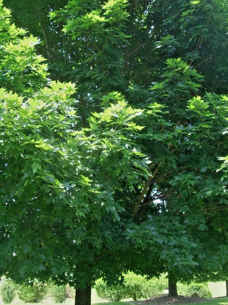 20 LEGACY SUGAR MAPLE SEEDS – Acer saccharum “