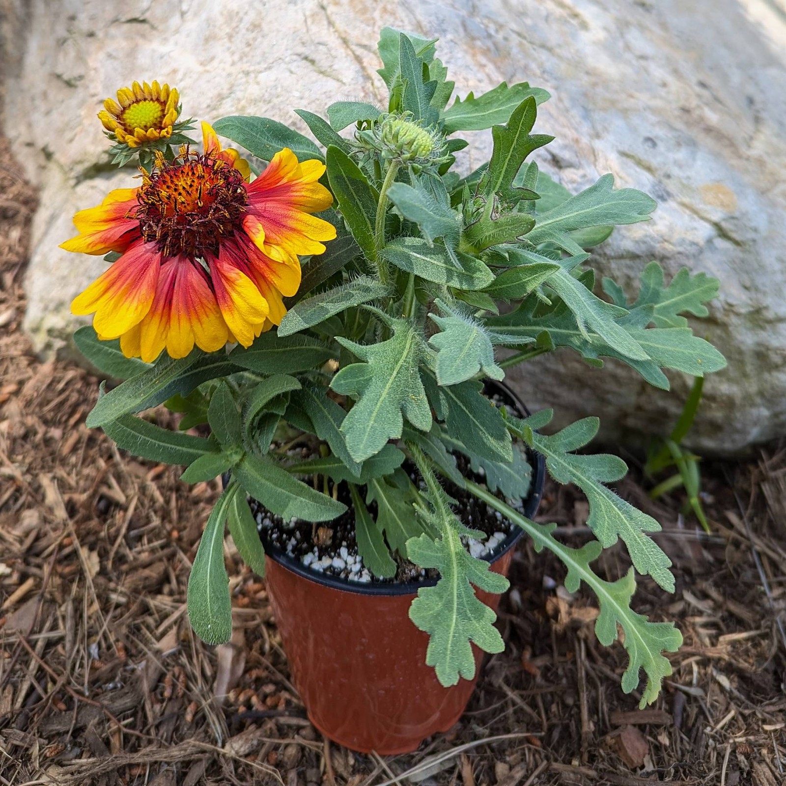 Gaillardia Arizona Sun 2 Potted Plants – Rooted in Quart Pots, Easy to Grow