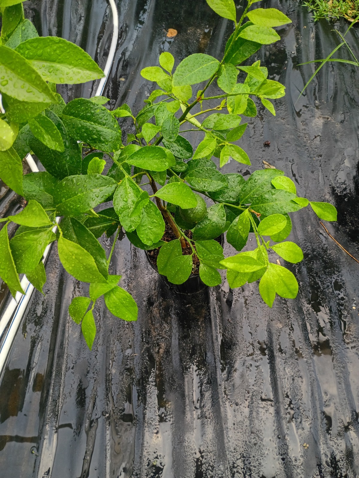 Beautiful Grafted Meyer Lemon Tree in 1 Gallon Pot Producing plenty of Lemons