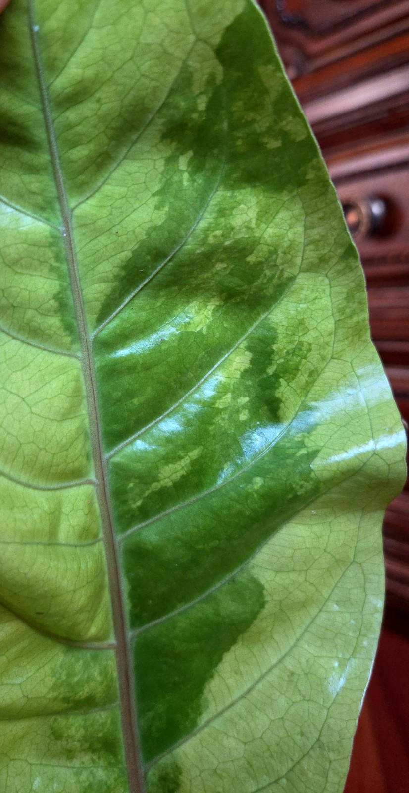 Rare Anthurium Hookeri Variegated 21″ Tall 6″ Pot Not Monstera Philodendron