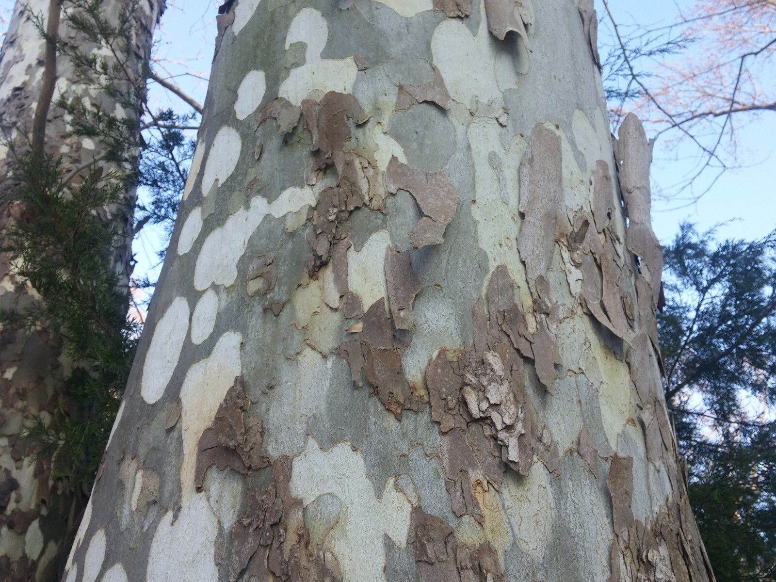 1000 to 1500 seeds of American Sycamore Platanus occidentalis Buttonwood tree