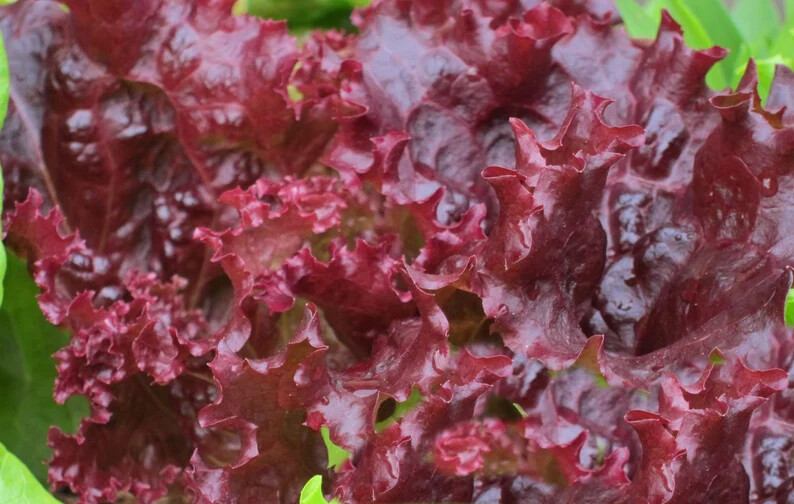 RUBY LEAF LETTUCE 50+ SEEDS Lactuca sativa