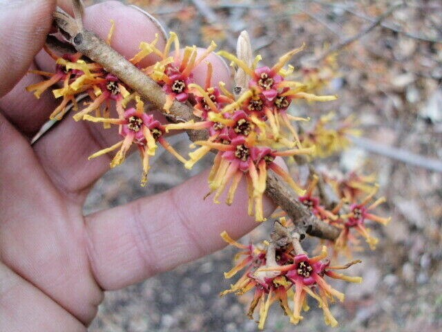 10 MEXICAN WITCH HAZEL SEEDS – Hamamelis virginiana mexicana