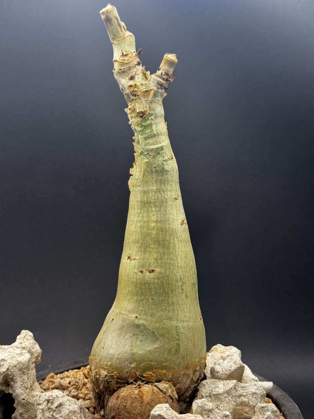 Cyphostemma juttea_mature size_US seller_WYSIWYG