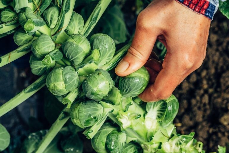 Catskill Brussel Sprouts Seeds FREE SHIPPING!