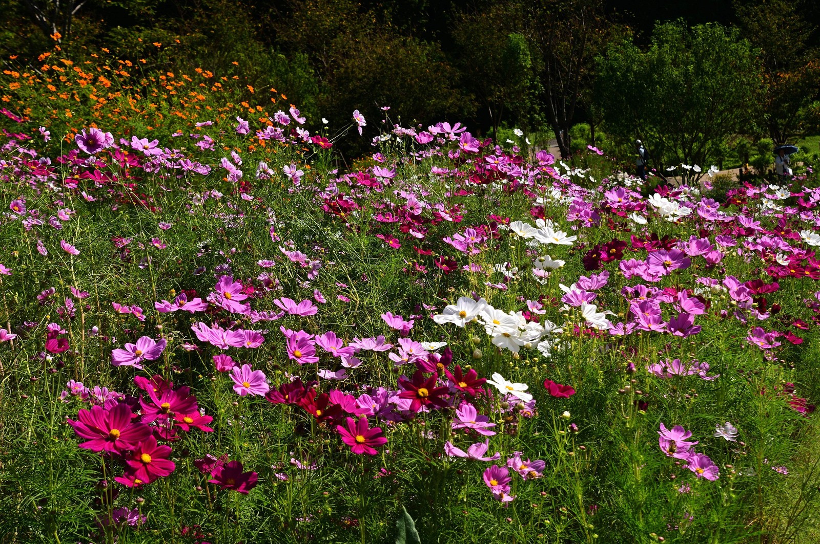 350 COSMOS SENSATION MIX Mixed Colors Cosmos Bipinnatus Flower Seeds